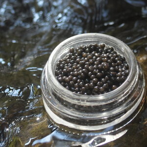 �y�ӂ邳�Ɣ[�Łz�Ƃ�˃L���r�A�u���C�����L���r�A�v(12g)�A�`���E�U���̐؂�g�i100g�j