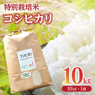 コシヒカリ＜特別栽培米＞精米 10kg（減農薬 有機肥料 ...
