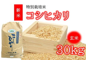 【ふるさと納税】コシヒカリ（特別栽培米）玄米 30kg（新米予約9月以降発送）