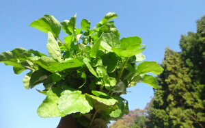 �y�ӂ邳�Ɣ[�Łz�͂��̃N���\���Ɨ��R�̌b�݃Z�b�g�i11���`4�������j�y�������_�@�X�z