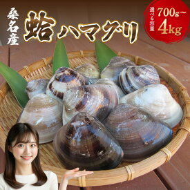 【ふるさと納税】【指定日必須】【選べる容量】丸元水産 桑名産 蛤（ハマグリ）0.7kg 1.1kg 1.5kg 2.2kg 4.0kg 10000円 ～ 50000円 1万～5万円 はまぐり 天然 活 砂抜き済 大粒 肉厚 BBQ キャンプ 網焼き 焼き蛤 桑名 日にち指定 【2025年9月下旬から2026年6月下旬発送予定】