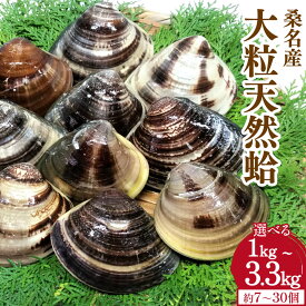 【ふるさと納税】【指定日必須】【配送不可地域有】【選べる容量】マルヨシ水産 桑名産 大粒 天然蛤 1kg（約7～9個） / 1.3kg（約10～12個） / 2kg（約15～20個） / 3.3kg（約25～30個）はまぐり ハマグリ 魚介 貝 天然 蛤 17,000円 ～ 52,000円 三重県 桑名市 焼きはまぐり
