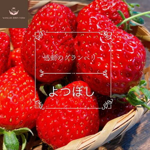 【ふるさと納税】【先行予約】完熟プレミアムいちご「グランベリー」 品種:よつぼし&ほしうらら 各1パック 計約630g(約315g×2パック) イチゴ 苺 くだもの 果物 果実 フルーツ 冷蔵 三重