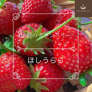 【ふるさと納税】<選べる内容量>【先行予約】完熟プレミアムいちご「グランベリー」 品種:ほしうらら 約315g×1パック / 計約630g(約315g×2パック) イチゴ 苺 くだもの 果物 果実 フルー