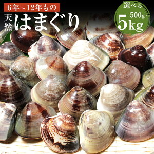 yӂ邳Ɣ[ŁzIׂeʁywK{zKYVR͂܂ 6N`12N 500g / 1kg / 2kg / 3kg / 5kg ͂܂ n}O  L Y CN  O Mtg 蕨  ① 