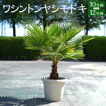 楽天市場】ワシントンヤシ（高さ（植物）71 ～ 130.9cm）の通販