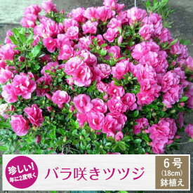 【ふるさと納税】珍しい!年に2度咲くバラ咲きツツジ6号(18cm)鉢植え (ガーデニング用)【1007745】