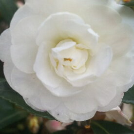 【ふるさと納税】冬に花が咲きます。寒椿(白)【1036926】