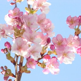 【ふるさと納税】春の訪れを知らせる人気の庭木　河津桜　(庭木・果樹)【1036960】