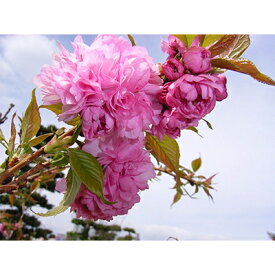 【ふるさと納税】淡い色の大輪花が見事に咲く　菊しだれ桜　(庭木・果樹)【1102998】