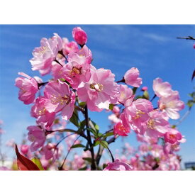 【ふるさと納税】春を知らせる一重咲きの綺麗な花　ハナカイドウ　(庭木・果樹)【1108686】