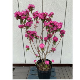 【ふるさと納税】早春の庭を飾る　吉野ツツジ　濃いピンクの花　＜プラス樹＞　【1372859】
