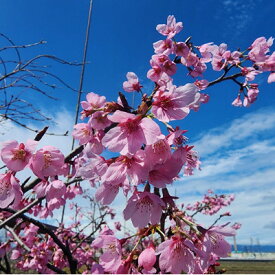 【ふるさと納税】紅色の綺麗な桜　プリンセス雅　(庭木・果樹)【1468290】