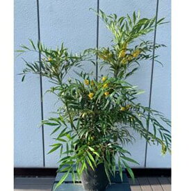 【ふるさと納税】優しい雰囲気　マホニアコンフューサー　7号〈プラス樹〉