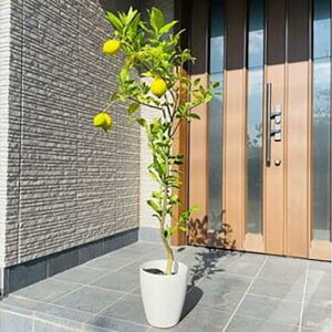 yӂ邳Ɣ[Łz2026N5{̖ ʎc7Jo[X{Ŏn(K[fjOp)