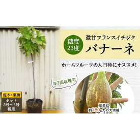 【ふるさと納税】糖度23度 激甘フランスイチジク ロングドゥート 夏果は約280g大の大実種 (庭木・果樹)