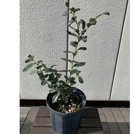 【ふるさと納税】サザンハイブッシュ系ブルーベリー　　品種ミスティー　〈プラス樹〉