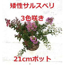 【ふるさと納税】緑の力で地球を元気に!【矮性サルスベリ・3色咲】赤・白・紫を1鉢でお楽しみいただけます