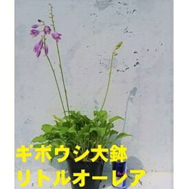 【ふるさと納税】緑の力で地球を元気に!【リトルオーレア】15cmポット　ギボウシ　ホスタ　1鉢　日陰に彩りを