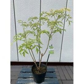 【ふるさと納税】おしゃれな西洋ニワトコサンブカス ゴールデンタワー 5号 〈プラス樹〉