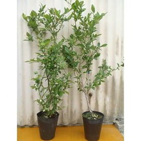 【ふるさと納税】強くて育て易い サザンハイブッシュ系ブルーベリー 人気の2品種セット (庭木・果樹)