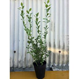 【ふるさと納税】強くて育て易い　ラビットアイ系ブルーベリー　ガーデンブルー　(庭木・果樹)