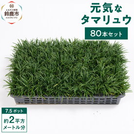 【ふるさと納税】【産地直送】元気なタマリュウ(7.5pot)80本セット[約2平方メートル分]