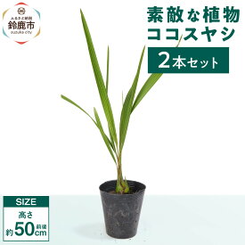 【ふるさと納税】素敵な植物　ココスヤシ　2本セット