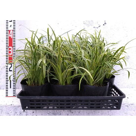 【ふるさと納税】緑の力で地球を元気に！【フイリヤブラン】15cmポット 3本