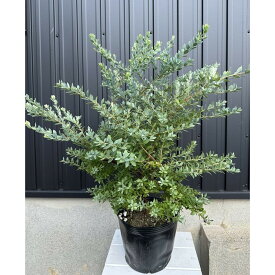 【ふるさと納税】オーナメンタルベリー　ブルーベリー　インヂィゴブルー　〈プラス樹〉