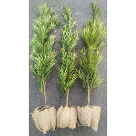 【ふるさと納税】ラカンマキ 3本セット 樹高約1m 取扱説明書付き | フラワー 植物 プラント 植木 園芸 ガーデニング人気 おすすめ 送料無料