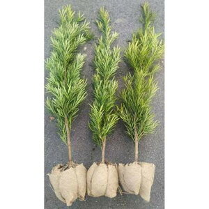 �y�ӂ邳�Ɣ[�Łz���J���}�L 3�{�Z�b�g ������1m �戵�������t�� | �t�����[ �A�� �v�����g �A�� ���| �K�[�f�j���O�l�C �������� ��������