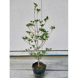 �y�ӂ邳�Ɣ[�Łz�h�E�_���c�c�W ������40�`50cm 15cm�|�b�g�戵�������t�� | �t�����[ �A�� �v�����g �A�� ���| �K�[�f�j���O�l�C �������� ��������