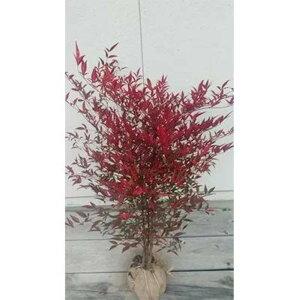 �y�ӂ邳�Ɣ[�Łz�g�t���������I���N�؁I��V ������80cm�`1m �戵�������t�� | �t�����[ �A�� �v�����g �A�� ���| �K�[�f�j���O�l�C �������� ��������