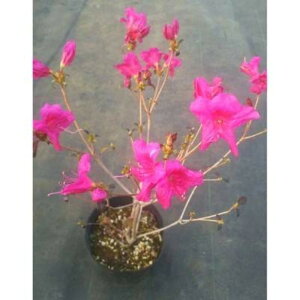 �y�ӂ邳�Ɣ[�Łz�l�G�炫�~�c�o�c�c�W(���̏�) ������30cm �戵�������t�� | �t�����[ �A�� �v�����g �A�� ���| �K�[�f�j���O�l�C �������� ��������