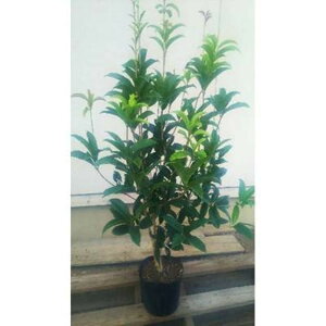 �y�ӂ邳�Ɣ[�Łz�l�G�炫�؍�(���N�Z�C)������1m �戵�������t�� | �t�����[ �A�� �v�����g �A�� ���| �K�[�f�j���O�l�C �������� ��������