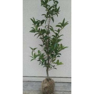 yӂ邳Ɣ[ŁzlG炫MNZC(XC[gI[u) 1m 戵t | t[ A vg A | K[fjOlC  