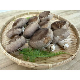 【ふるさと納税】肉厚ぷりぷり！食べ応え抜群！不揃いで様々な用途に！「キレイな」しいたけ1kg！ | きのこ 野菜 やさい 食品 人気 おすすめ 送料無料 三重県産 鈴鹿市