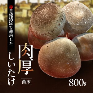 yӂ邳Ɣ[ŁzԖڑꐴō͔|iۏj800g@ő@OdY@͂F2026N3܂