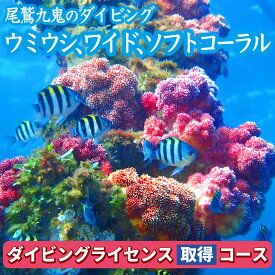 【ふるさと納税】350種の美しい ウミウシ 多様な生態系が魅力【ダイビングライセンス取得コース(3日間)】 ワイド やソフトコーラル も 人気 三重県 尾鷲市 九鬼 の ダイビング 通年 オールシーズン DI-15