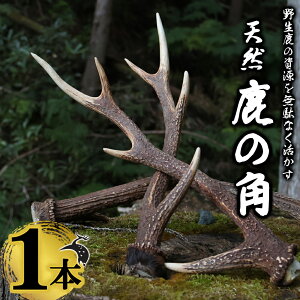 �y�ӂ邳�Ɣ[�Łz�V�R�̎��p 1�{�b���̊p ���R�f�� �V�R ������� �C���e���A �����^���n���K�[ ���O�b�Y �ɂ��œK �T�X�e�i�u�� SDGs �H�|�i ��f�� ���h�� �� �V�J ���� �p ���h�W�r�G YZ-1