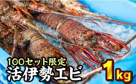 【ふるさと納税】活伊勢エビ 約1kgセット 2〜4尾10月20日～4月期間限定出荷：先行予約も可（到着日時指定必須商品）えび エビ いせえび イセエビ 高級 鮮魚 海鮮 産地直送 魚介 刺身 グラタン えび鍋 ギフト 贈答 贈り物 配送日指定 祝い 歳暮 天然 海の幸 正月 人気 HA-56