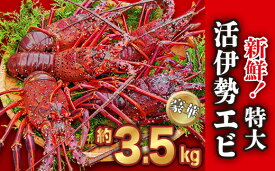 【ふるさと納税】 新鮮！ 特大 活伊勢エビ 豪華 ！約3.5kg（4～6尾）《10月20日～4月期間限定出荷：先行予約も可（到着日時指定必須商品）》えび エビ いせえび イセエビ 高級 海鮮 刺身 グラタン 焼き物 汁物 えび鍋 贈答 配送日指定 祝い 歳暮 天然 海の幸 正月 HA-59