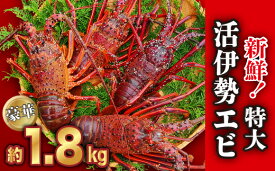 【ふるさと納税】新鮮！特大 活 伊勢エビ たっぷり 約1.8kg（2~5尾）《10月20日～4月期間限定出荷：先行予約も可（到着日時指定必須商品）》 えび エビ いせえび イセエビ 高級 刺身 グラタン 焼き物 汁物 えび鍋 ギフト 贈答 配送日指定 祝い 歳暮 天然 海の幸 正月 HA-58