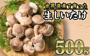 【ふるさと納税】生しいたけ 約500gセット<お試し商品> FA-2