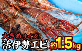 【ふるさと納税】活伊勢エビ 約1.5kgセット （2〜5尾）10月20日～4月期間限定出荷：先行予約も可（到着日時指定必須商品）えび エビ いせえび イセエビ 高級 海鮮 産地直送 魚介 刺身 グラタン えび鍋 ギフト 贈答 配送日指定 祝い お祝い 歳暮 天然 海の幸 正月 HA-63