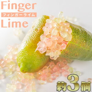 yӂ邳Ɣ[ŁztBK[C 3xiv30gjyFINGER LIME JAPANFziFʔN7`12jLrA C t[c LrA h ӂ邳Ɣ[Ł@SY-3