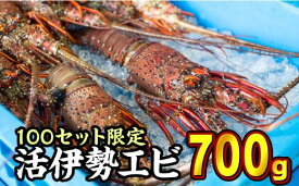 【ふるさと納税】 活伊勢エビ 約700gセット （2〜3尾）10月20日～4月期間限定出荷：先行予約も可（到着日時指定必須商品）えび イセエビ 高級 鮮魚 海鮮 産地直送 魚介 刺身 グラタン 汁物 えび鍋 ギフト 贈答 配送日指定 祝い お祝い 歳暮 天然 海の幸 正月 人気 HA-62