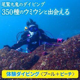 【ふるさと納税】350種の美しい ウミウシ 、多様な生態系が魅力 【 体験ダイビング プール ＋ ビーチ】 ワイド やソフトコーラル も 人気 三重県 尾鷲市 九鬼 の ダイビング 通年 オールシーズン DI-12