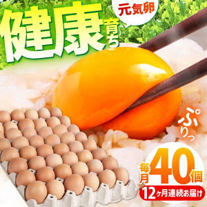 yӂ邳Ɣ[ŁzyS12ցzƊCŌN炿 C 480i40×12j / ܂ ^}S ʎq { / TRs / M{{{[AMBH008]